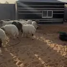 ذبايح جذعان نعيم