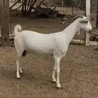 عنز عفرا فاخره
