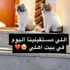 القط الأسود عمره سنه للتبني