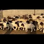 غنم نعيم متابيع فاخره .