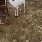 تيس للبيع
