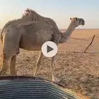 ناقه مبيوع حوارها قبل شهرين اول اقل نتاجه طيب وفيها ضلاع