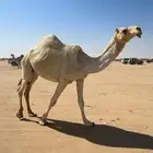 ضروبه وضحا كفو صلاصل