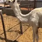 للبيع حواره لوفا