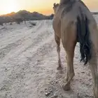 ناقه ساحليه