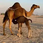 خلفه حمرا مصغر حلابه كفو(تم الببع)