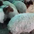 جذعان نعيم خروف صافي