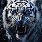 ابحث عن سكن عزاب او عوئل