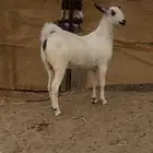 جفار بيشيه
