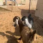 للبيع جفار كفو طيبات