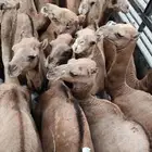 قعدان فل الفل