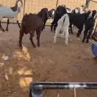 ذبايح ذبح توصيل