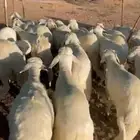 سواكن مرباه اكثر من 4 اشهر