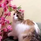 قطط للتبني