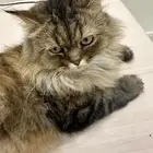 قطط للتبني