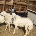 ذبائح طليان حري و تيوس عوارض تجمل وتبيض الوجه