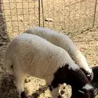 بهم نعيمي