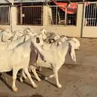 معزا مطوره