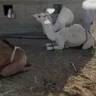 بكره وضحا عفرا باتليه لقيه للبيع جنوب بيشه