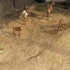 غنم مقاني مراح واحد