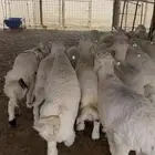 خرفان حريات فاخره من مراحي