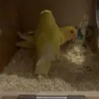 طيور روز منتج