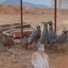 عقايب