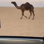 ناقه