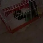 سنجاب طائر للبيع 850ريال ومعه اغراضه