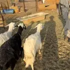 ضان للبيع