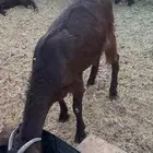 جفار قبرصي مصري