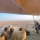 للبيع جذعان طيبه شحم اعمارها 8 شهور الى 7