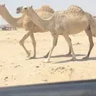 لقحات