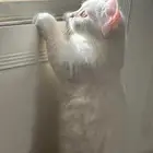قط شيرازي