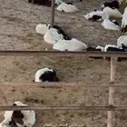 غنم مراح واحد جلد عدد600 وعروض ثانيه