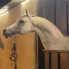 حصان واهو فاخر حفيد غزال الشقب