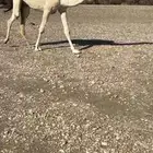 ضروبه بكره مبيوع حاشيه