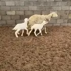 نعجه تحتها خروف ورخل