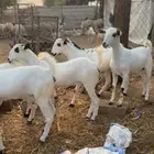 للبيع جفار بيشيه العدد   12