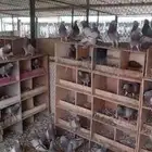 حمام لاحم فرنسي امهات سلفر