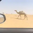 للبيع ناقه لقحه وضحى