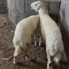 رخال 2 فل شحم   - الرجاء بخص السلعه .