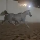 حصان واهو كفو