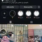 فندقة قطط