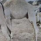 حشوان 4