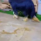فحل نجدي خصم