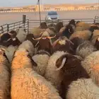 ذبايح عرعر بريات