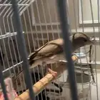 طايفي تغريد