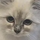 قطوه للتبني عمرها 6 شهور