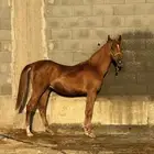 مهر أبيه مورسيدس وأمه كفو فيد تقدم بسيط العمر سنتين حولها